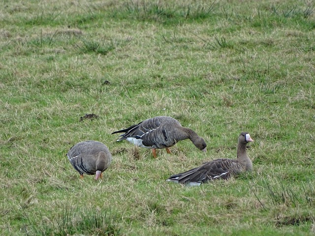 德尼亚:费尔明未来会入选国家队;对贝尔纳尔的伤病感到遗憾